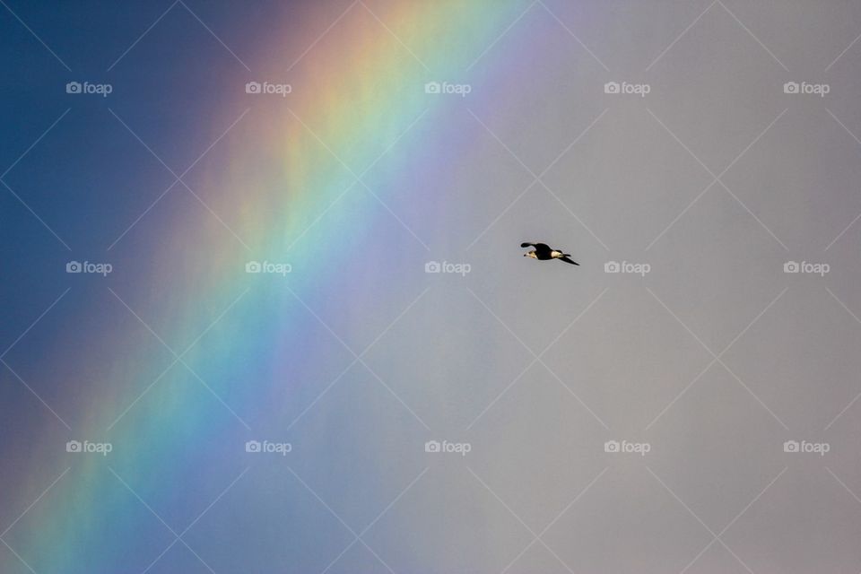 Fly to the rainbow