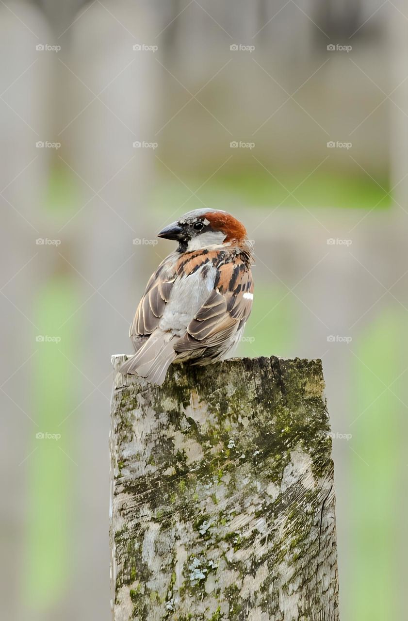 This picture represents a beautiful bird on a fence.