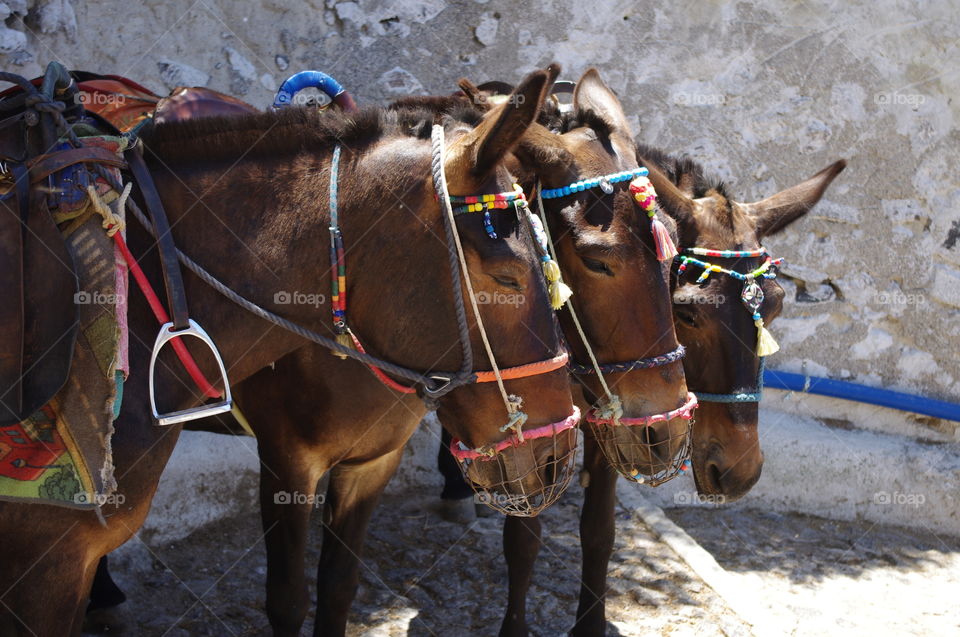 Donkeys in Greece