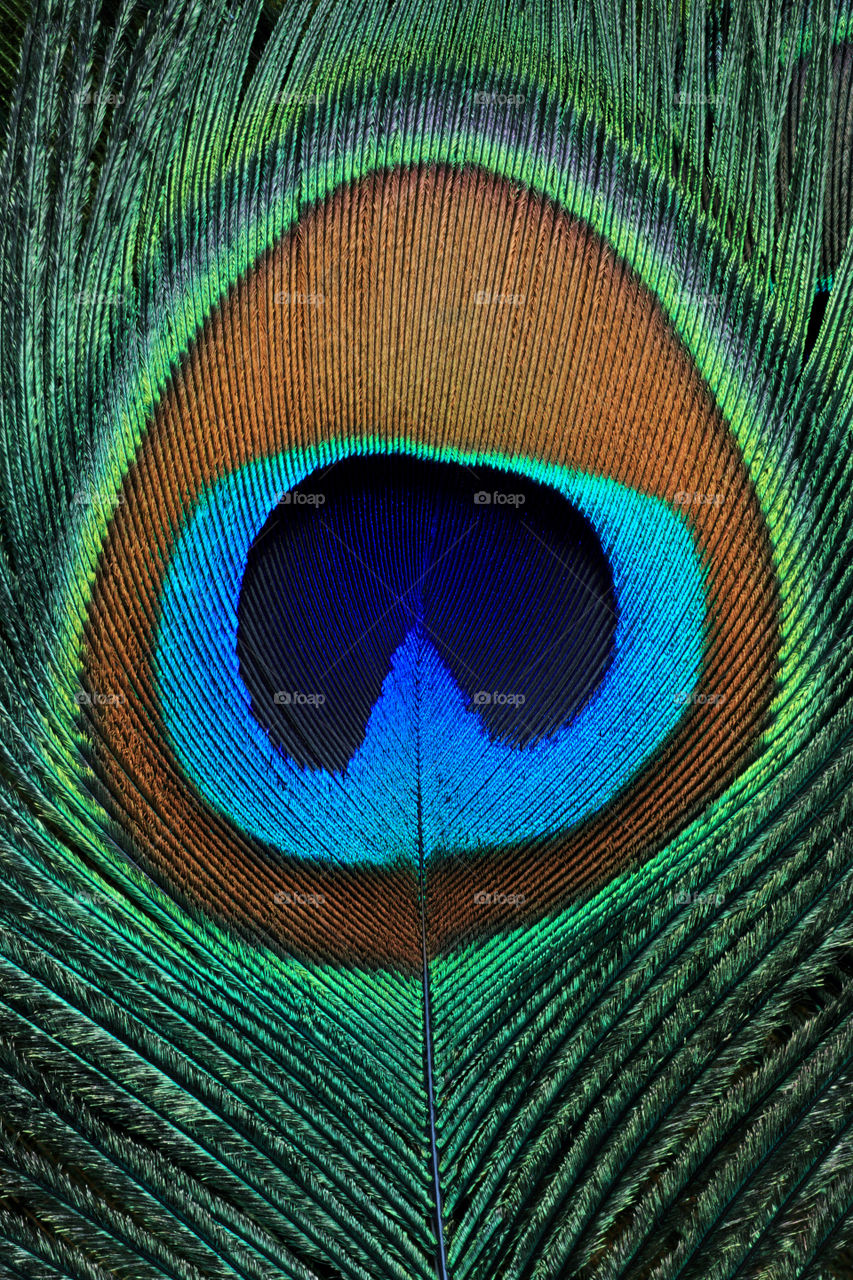 Peacock / perform father closeup