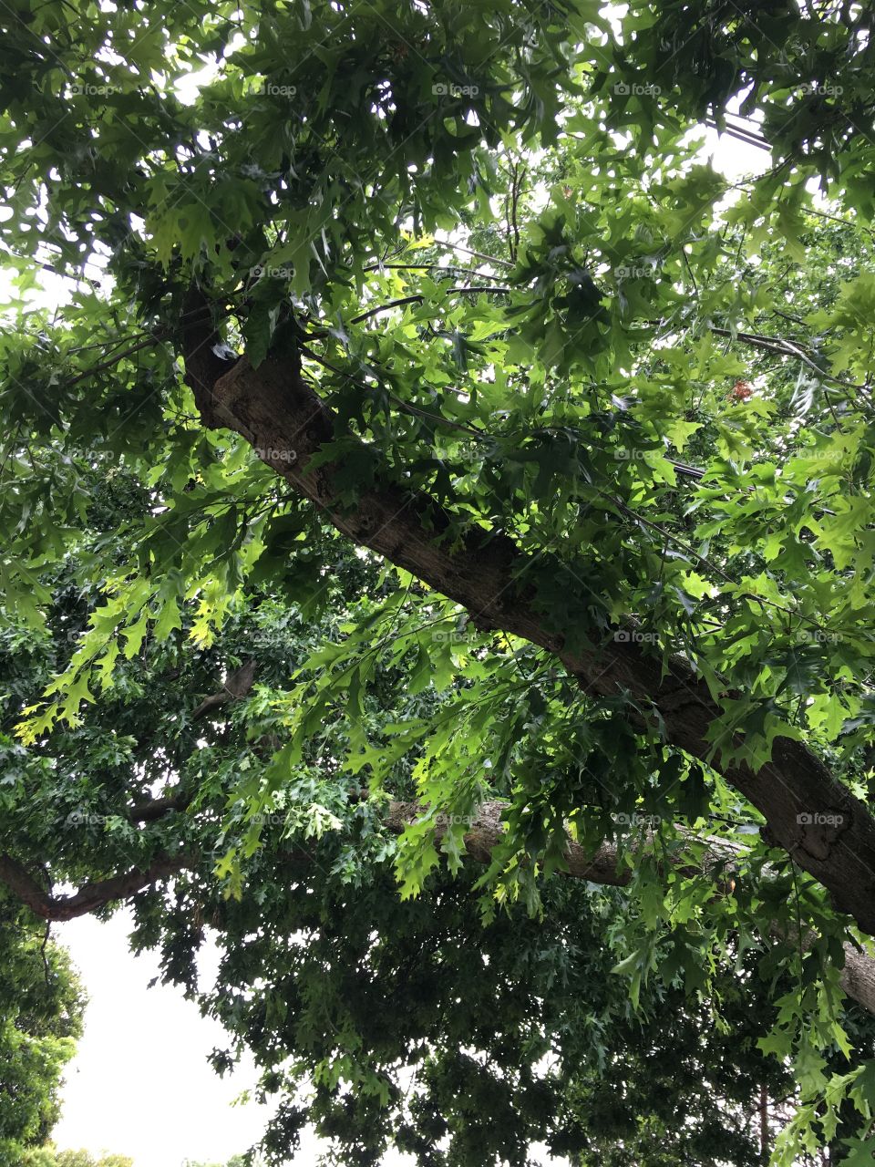 This amazing tree with beautiful green leaves is very appealing to the eye