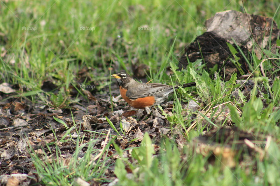 Robin in the spring