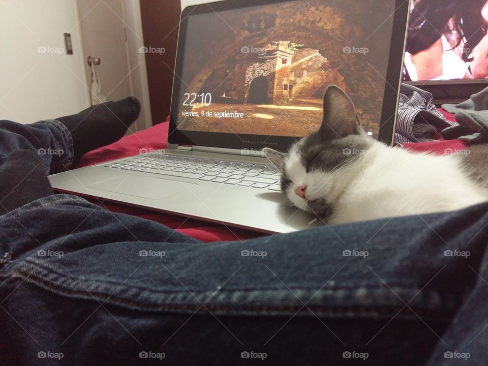 Cat sleeping in the warm computer.