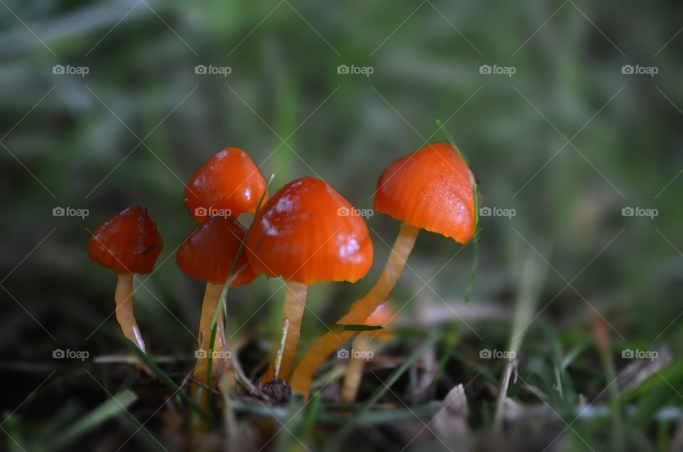 Red/Orange cap mushrooms