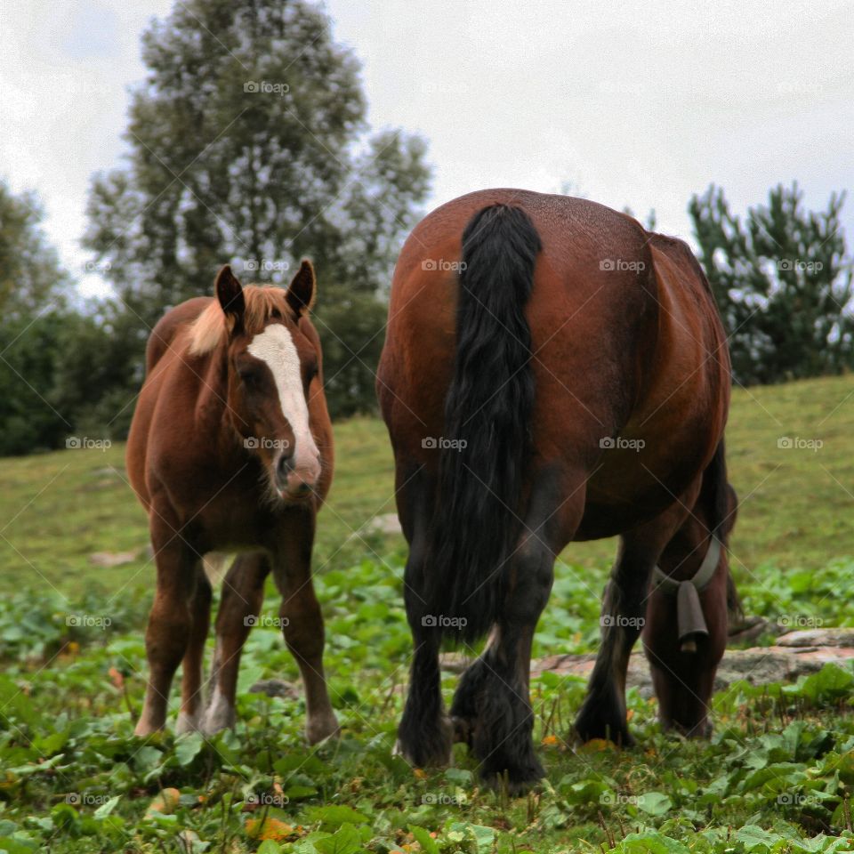Close-up of horses on grassy field