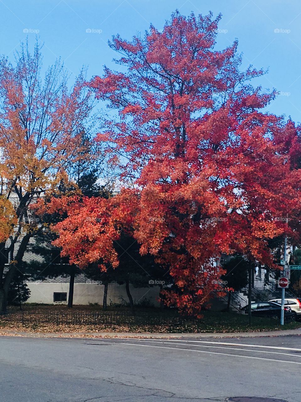 Autumn Tree 01-Octobre 22 2018- Montreal, Quebec, Canada