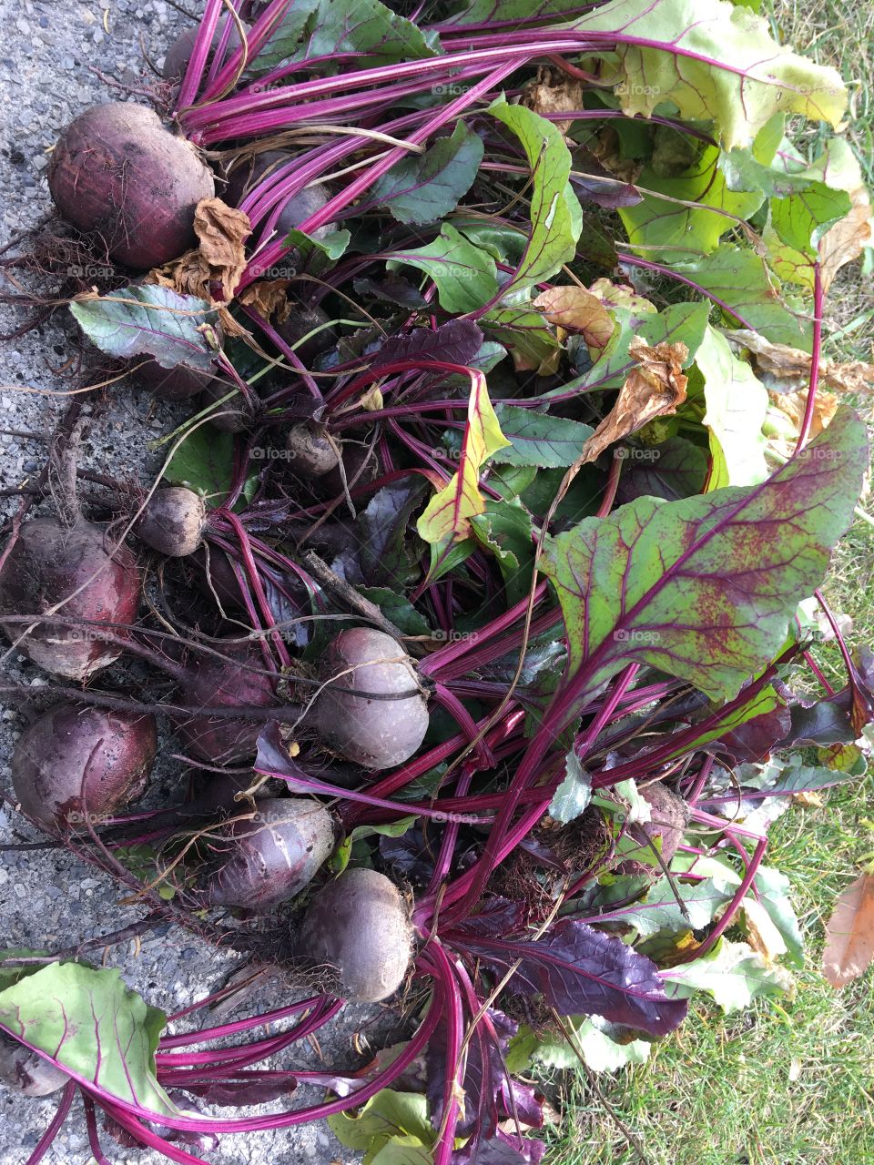 Beet harvest 