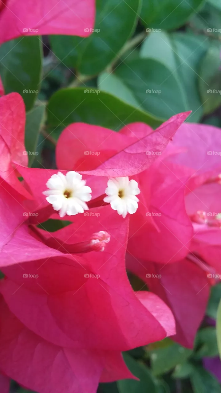 Flower