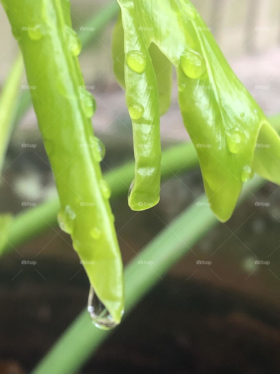 Morning dew captured on the new leaf growing from my beautiful potted plants off the porch! So green!! Spring is coming!!!