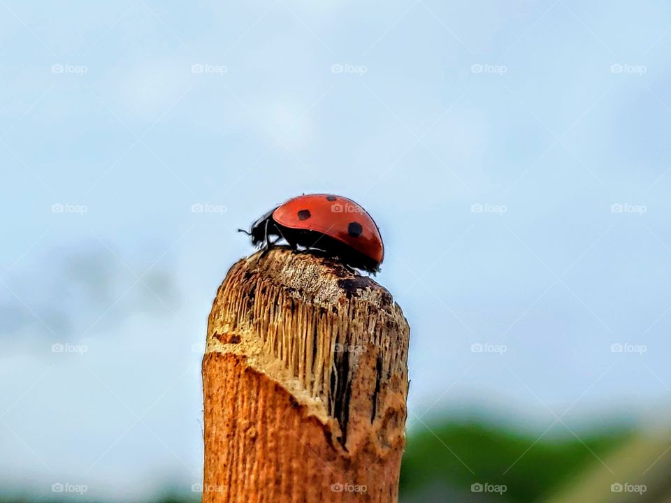 Lone lady bug at the top of a broken moringa tree trunk.