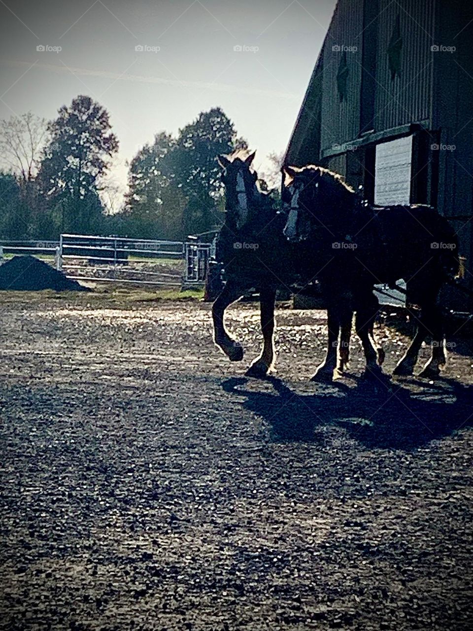 Vintage look horse picture