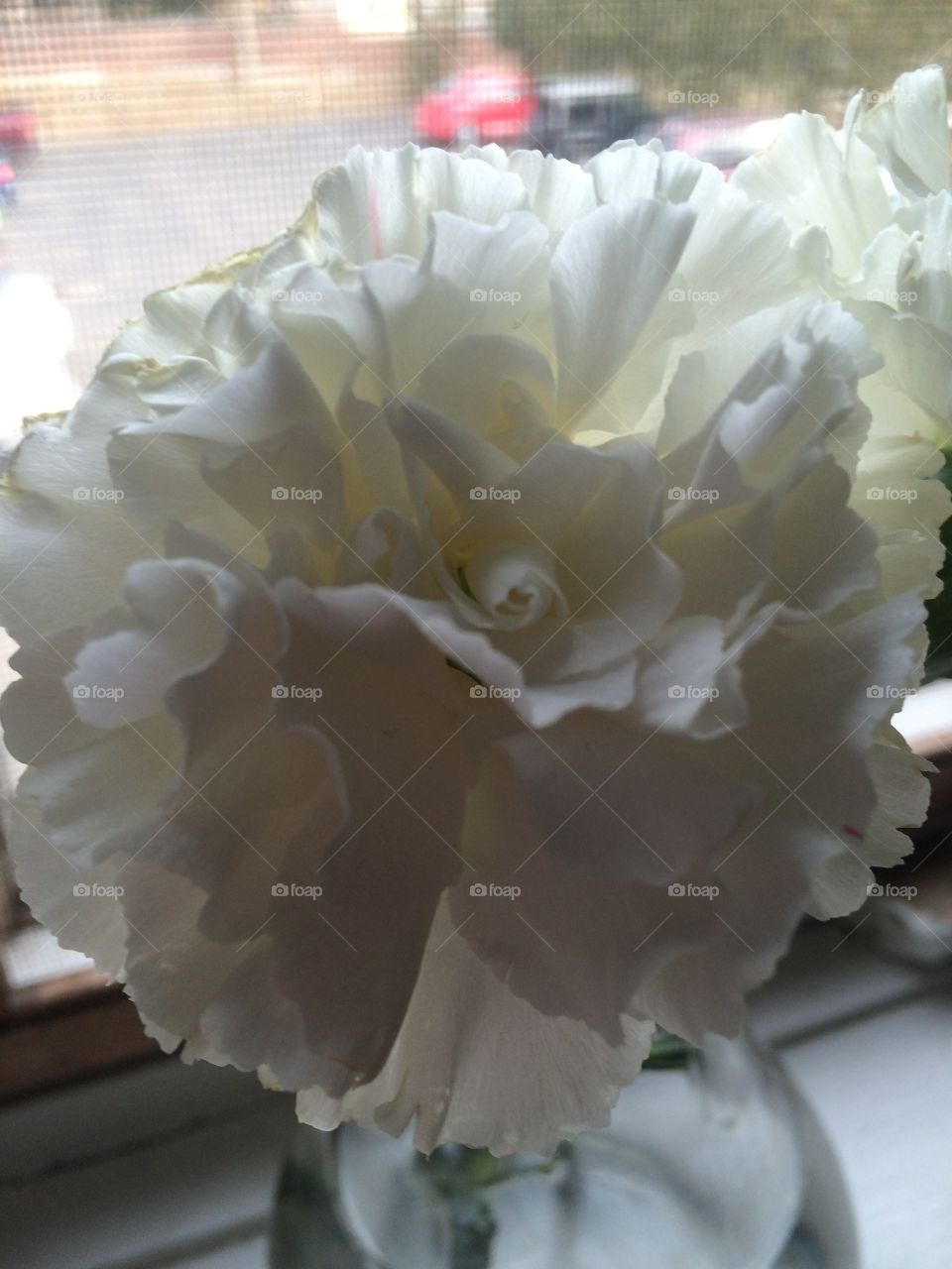 White flower . A beautiful white flower from my grandfathers funeral 