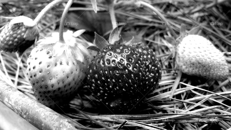 Strawberries. Fruit