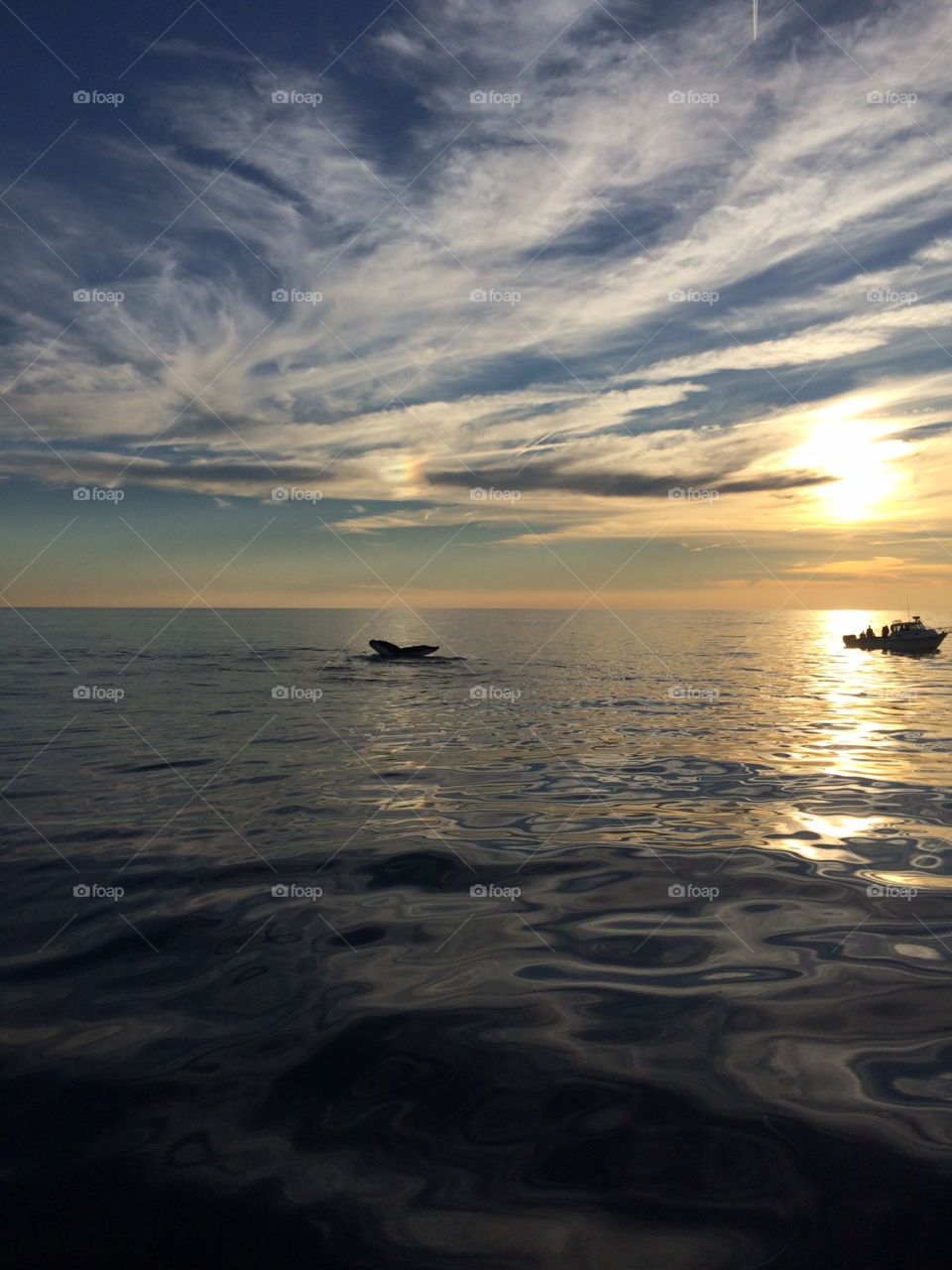 Cape cod whale watching. Cape cod whale watching