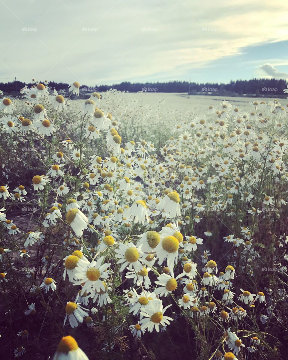 Flowers