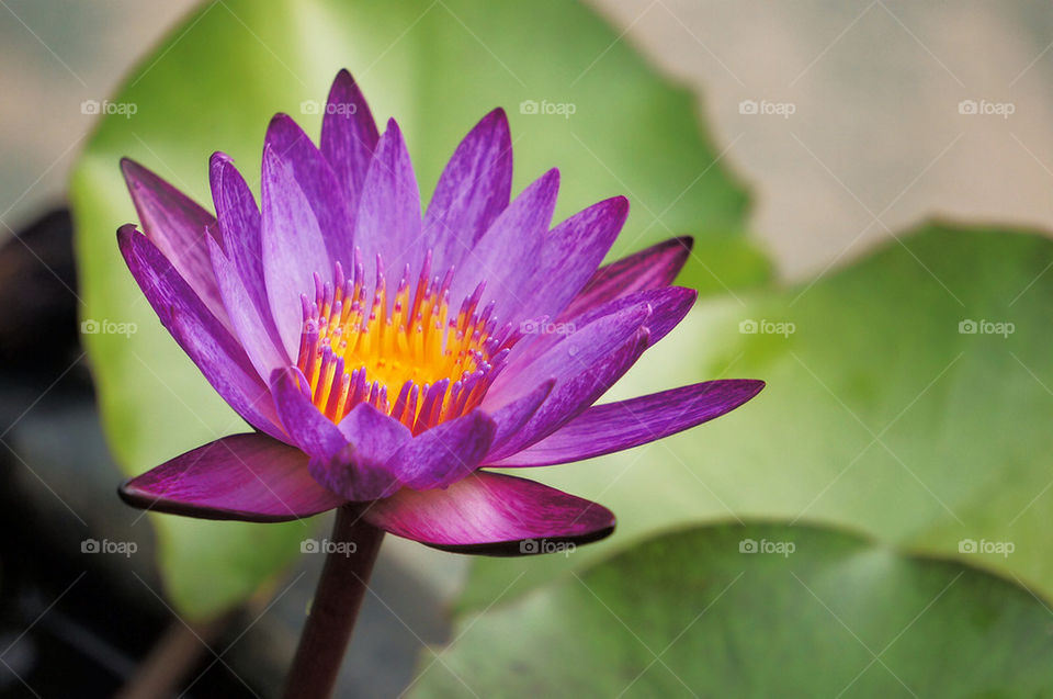 purple water lotus botanic by sonchai