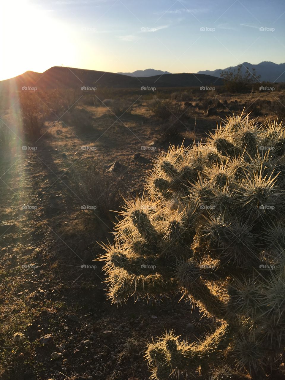 Mojave desert - cactus 