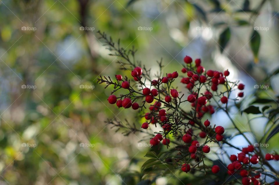 Berries