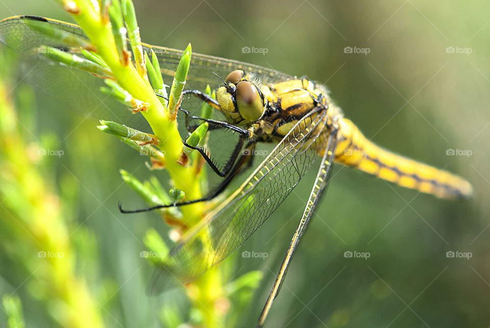 Close up of dragonfly