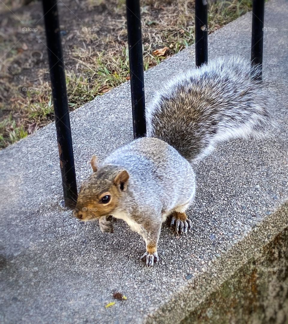 Grey squirrel is without fear of people in the Boston Gardens as people are always feeding them. 