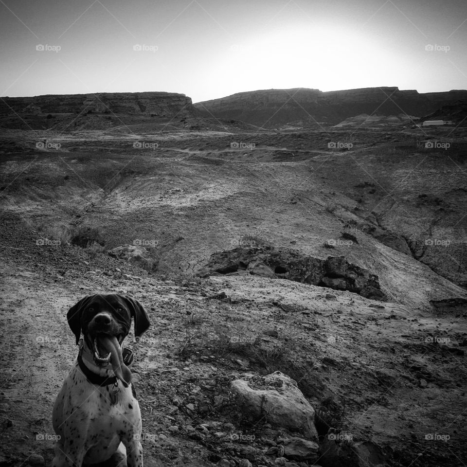 happy dog in desert at sunset