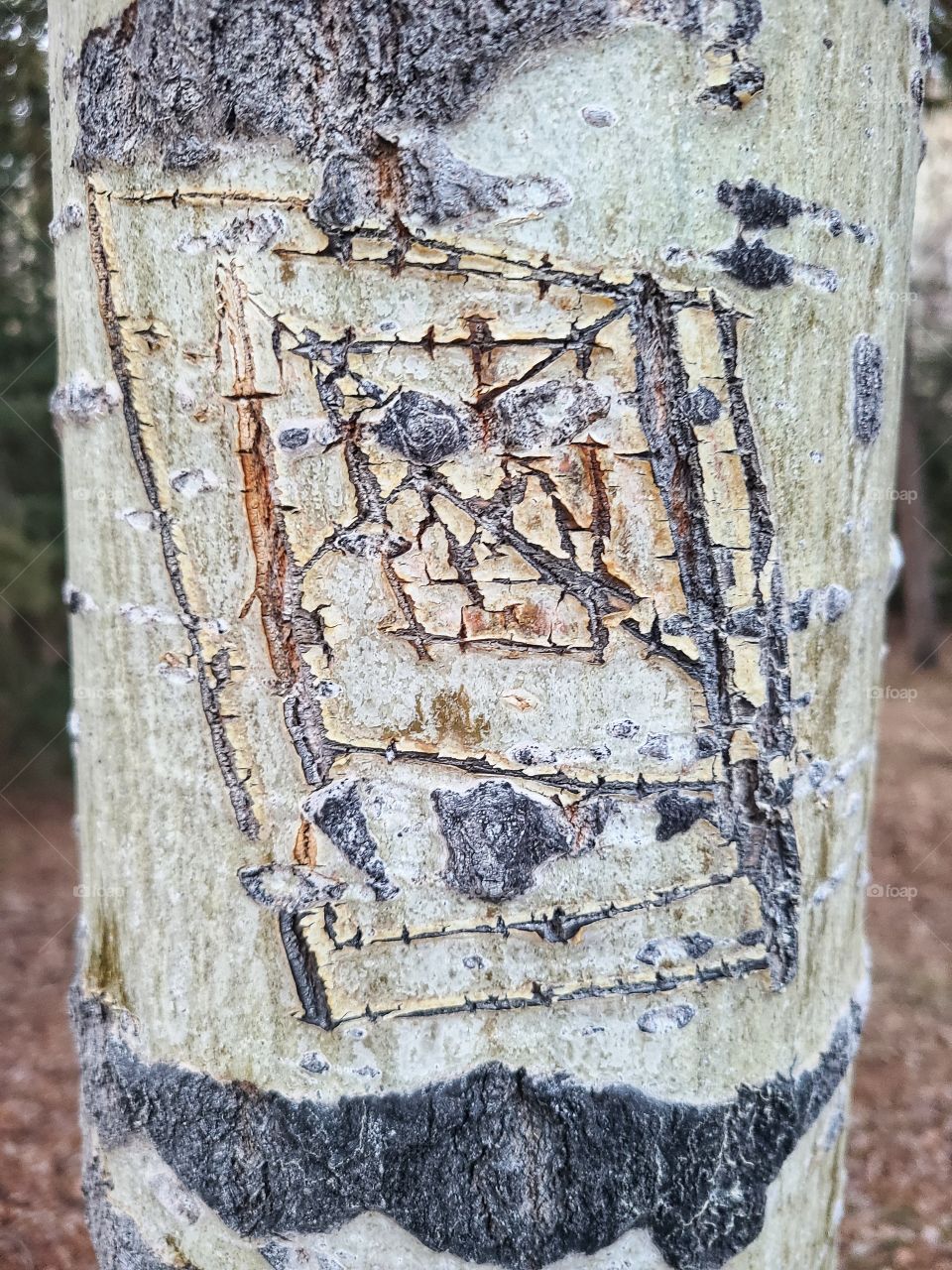 Interested in the marking on these trees