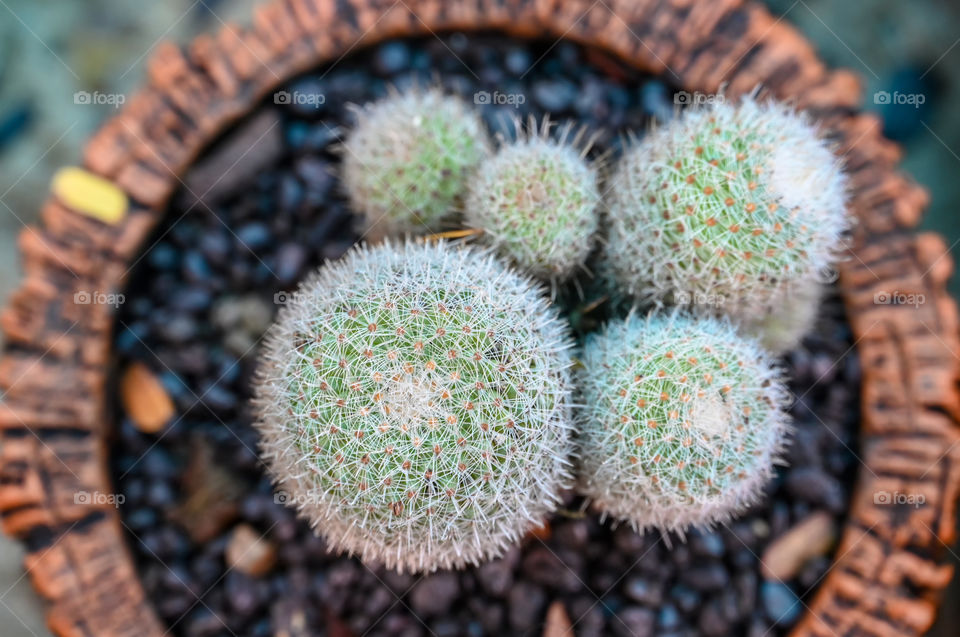 Beautiful texture of cactus