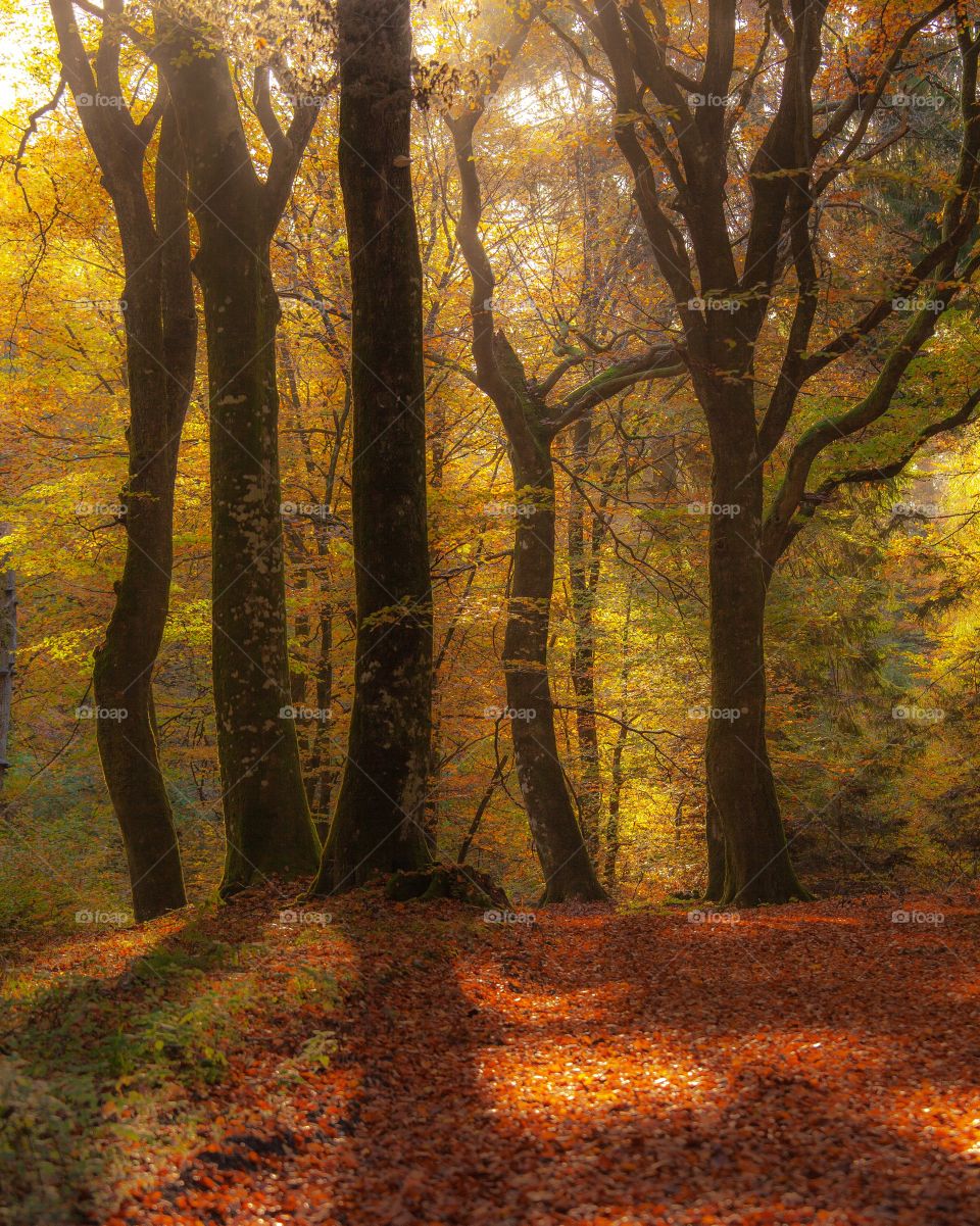 From a beautiful walk in the forest. I love the moody look you’ll in october. The colors are mesmerizing