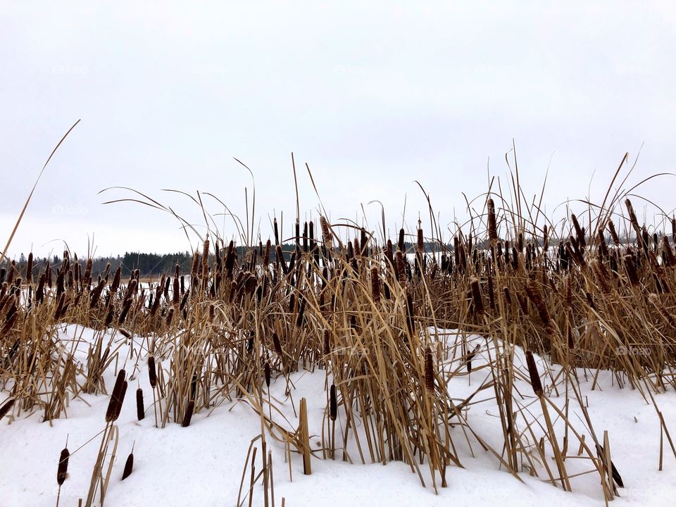 The Canadian prairies 