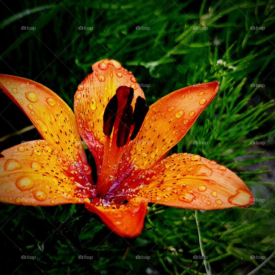 lily in the rain