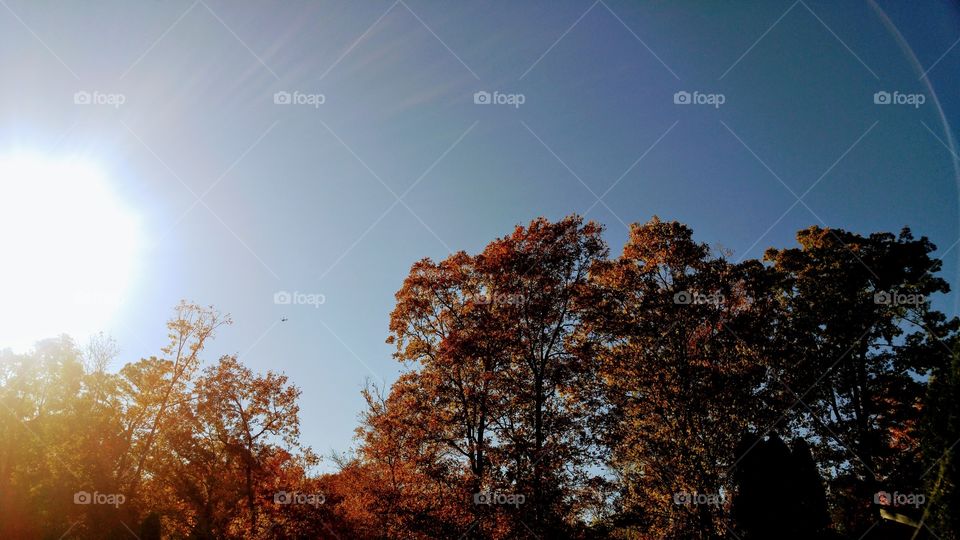 Fall sun