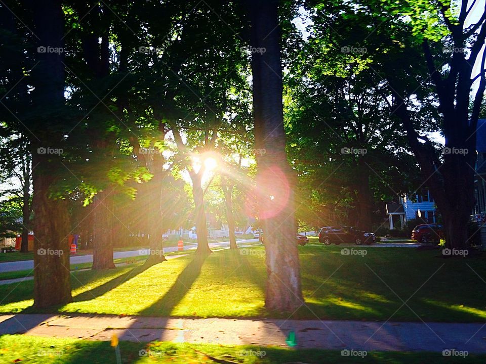 The sun shining through the trees 