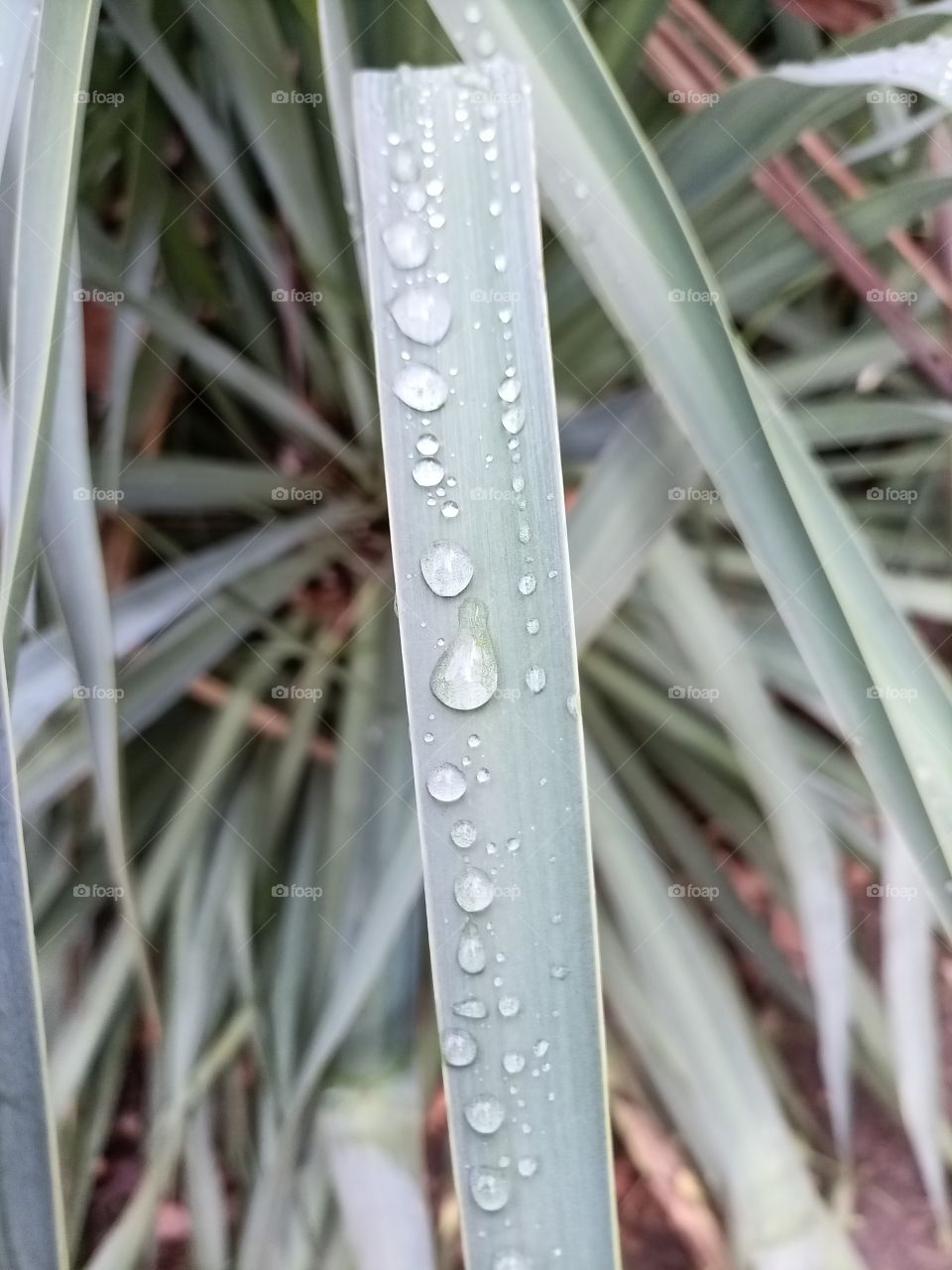 Rain drops