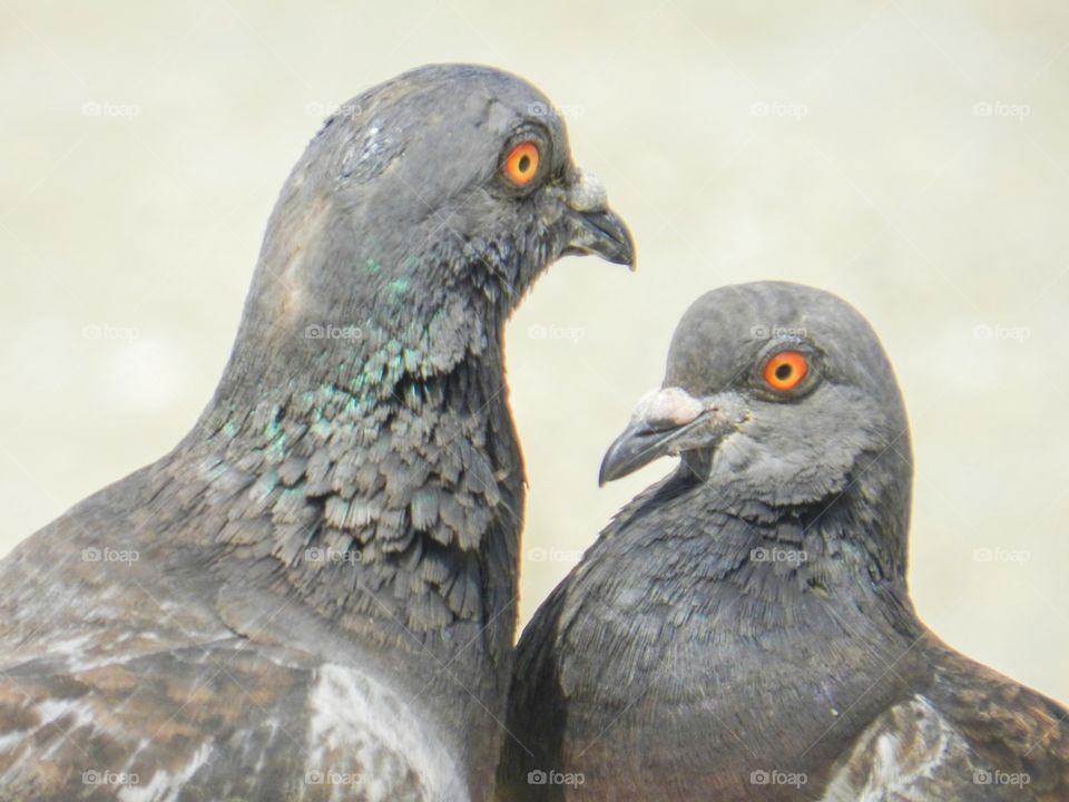 Doves in Love