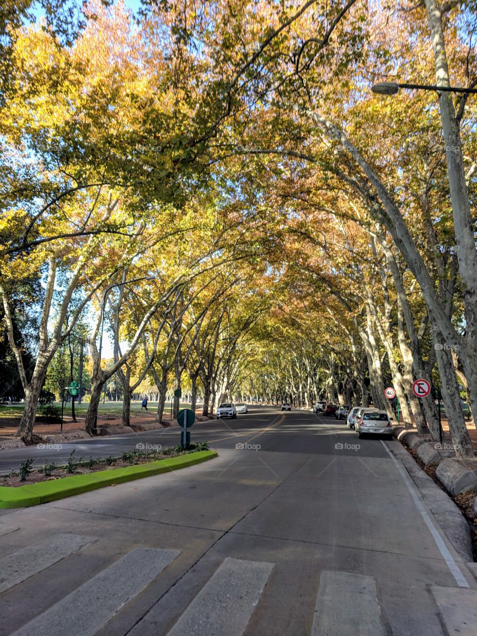 Tree-lined street