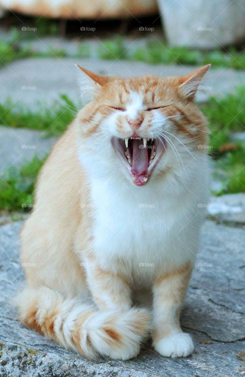 Laughing cat