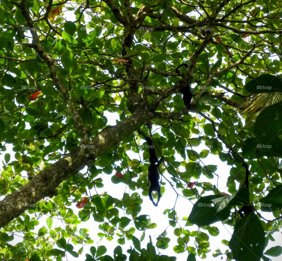 Monkey in the almond tree, Cahuita NP