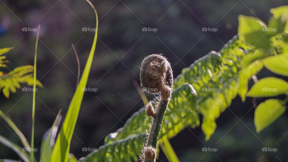 FERN BUDS