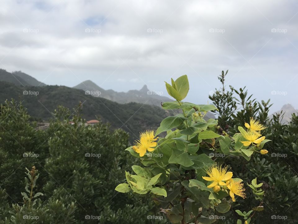 Discovering Tenerife 