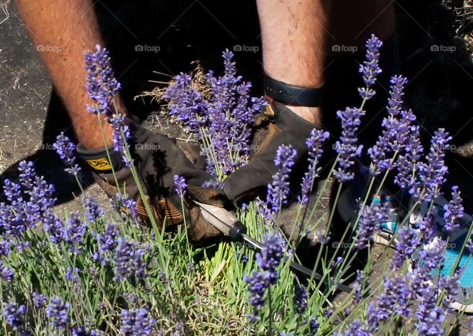 a man's hands gardening with clippers in a field of purple lavender flowers on an Oregon farm