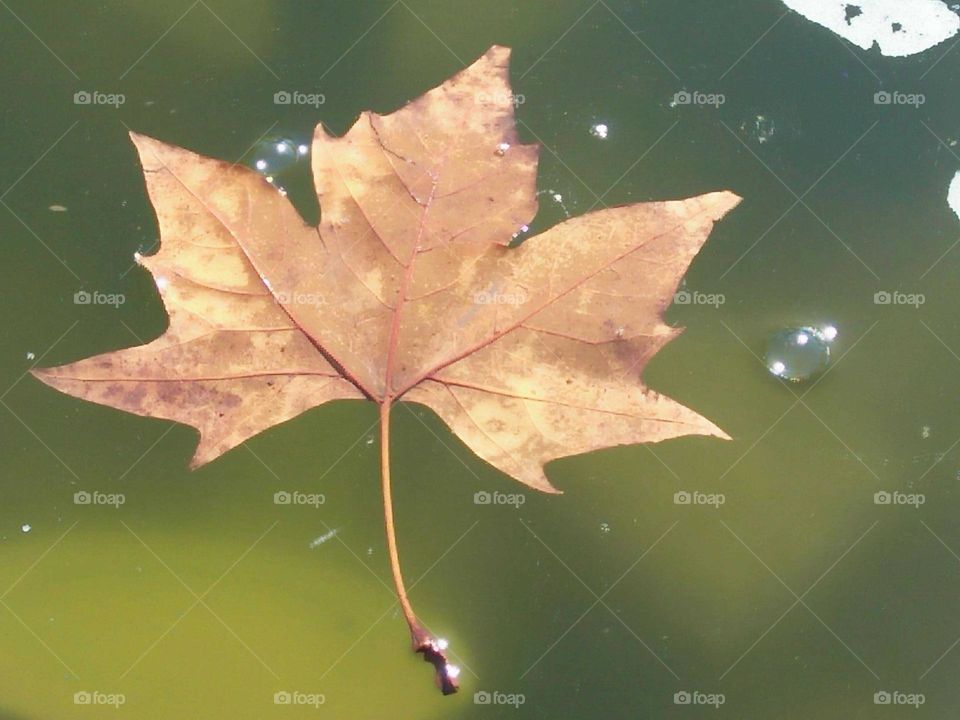 Beautiful droplets and a dried leave