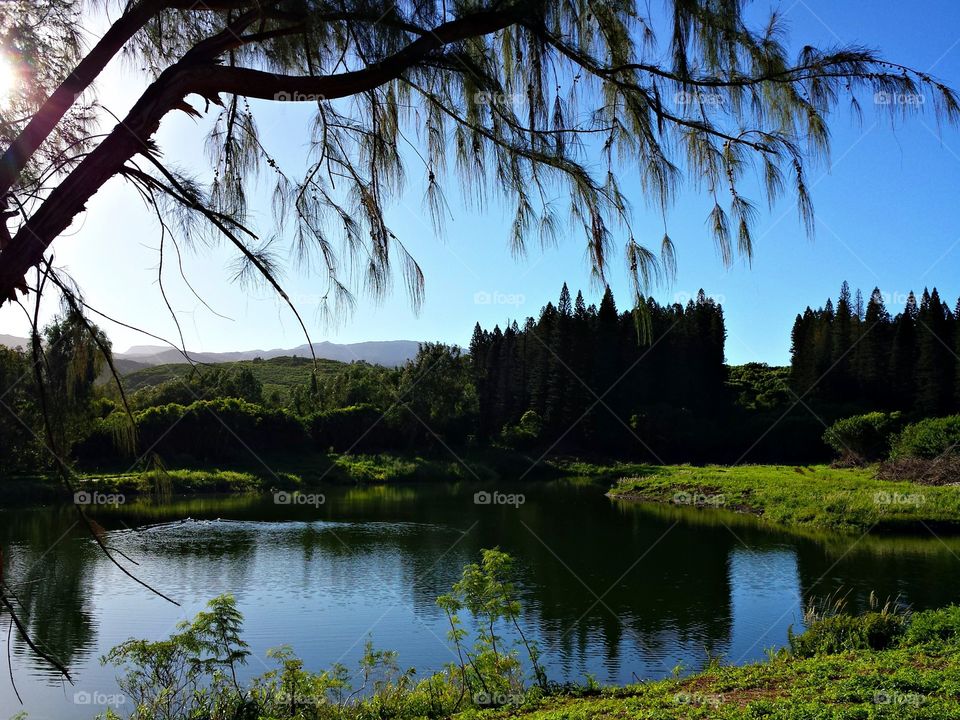 Scenic view of idyllic pond