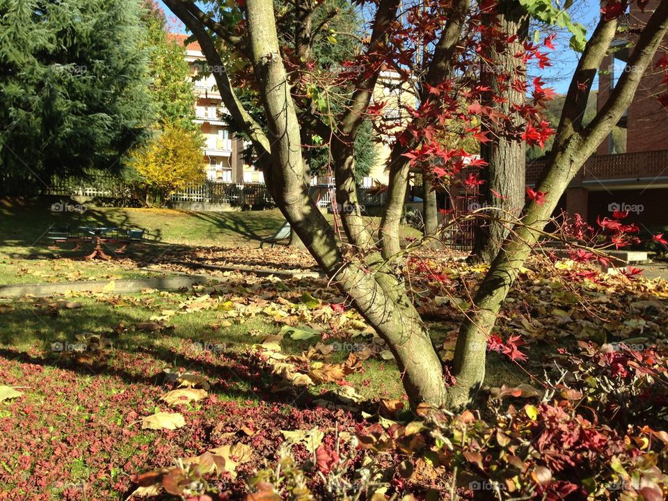 torino colori autunno foglie morte by cristina.mereu