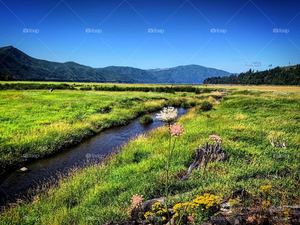 Rivers and meadows 