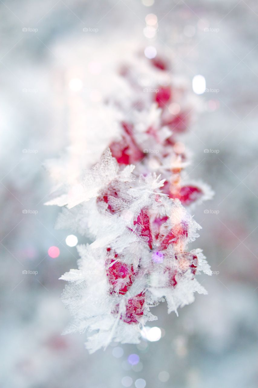 frost-covered barberry branch