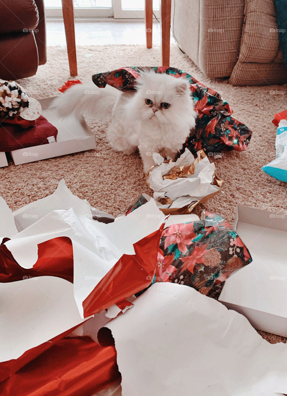 Casper opening up presents 🎁