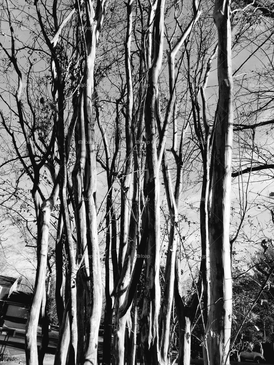 Trees grayscale