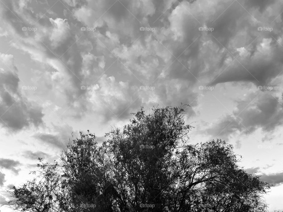 A black and white phot of a tree with clouds behind it.  