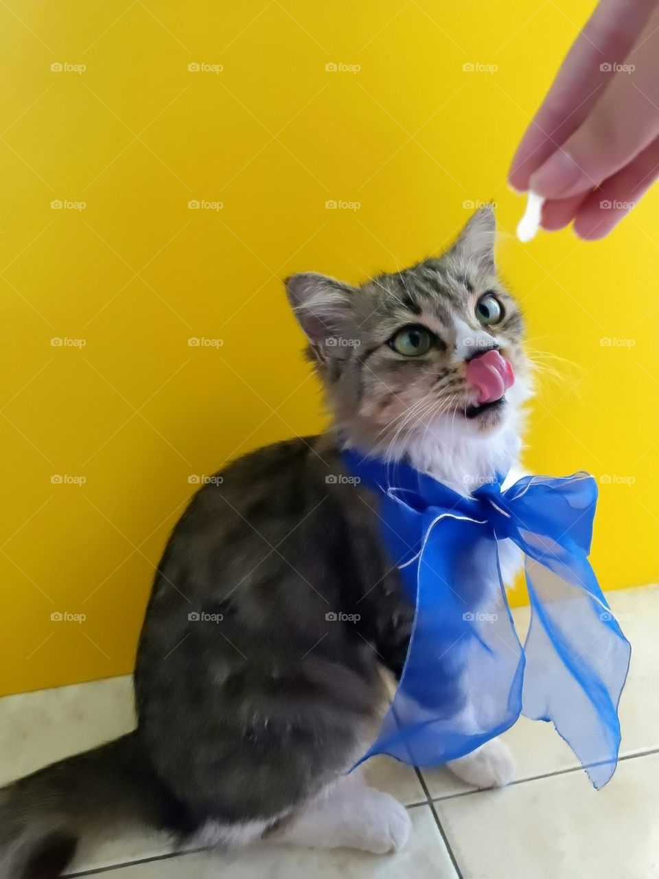 A female cat with a blue ribbon licking her lip while looking at the cooked egg white.