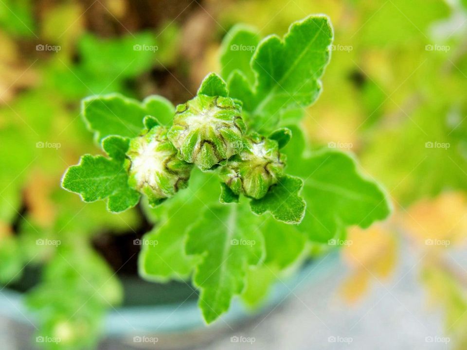 green leaves